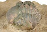 Huge, Spiny Dicranurus Trilobite With Reedops - Lghaft, Morocco #381467-7